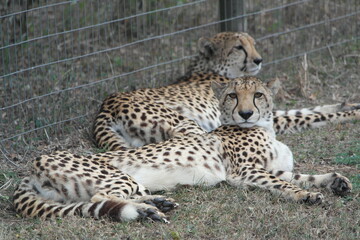 Cheetah South Afrika Südafrika