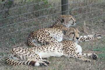 Cheetah South Afrika Südafrika