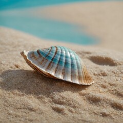 shell on the beach