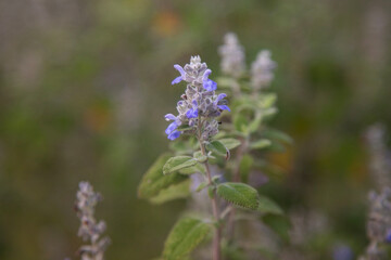 Beautiful variety of nature and flowers in the mountains of Oaxaca near Teotitlan del Valle in Mexico.