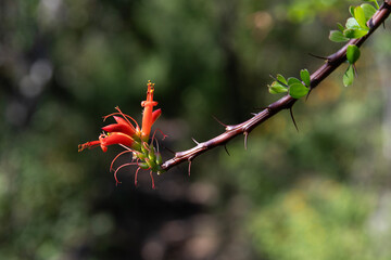 Beautiful variety of nature and flowers in the mountains of Oaxaca near Teotitlan del Valle in Mexico.