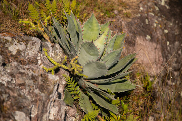 Beautiful variety of nature and flowers in the mountains of Oaxaca near Teotitlan del Valle in Mexico.