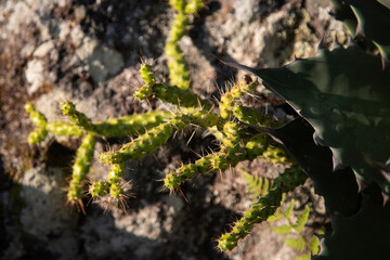 Beautiful variety of nature and flowers in the mountains of Oaxaca near Teotitlan del Valle in Mexico.