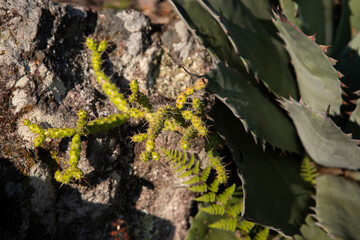 Beautiful variety of nature and flowers in the mountains of Oaxaca near Teotitlan del Valle in Mexico.