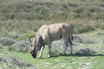 Eland Cape Town Kap Horn South Afrika Africa