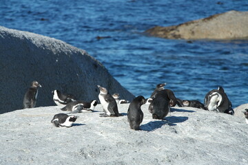 Penguin Pinguin Cape Town Kaphorn 