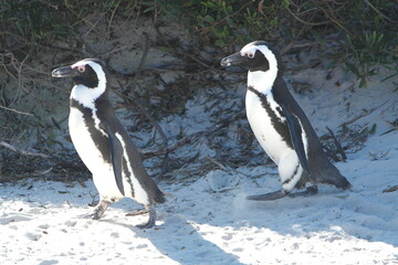 Penguin Pinguin Cape Town Kaphorn 