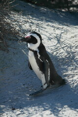 Penguin Pinguin Cape Town Kaphorn 