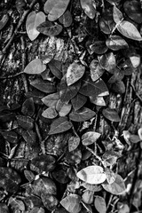 Black and White Leaves