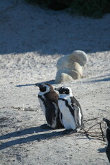 Penguin Pinguin Cape Town Kaphorn 