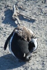 Penguin Pinguin Cape Town Kaphorn 