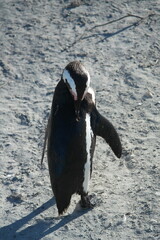 Penguin Pinguin Cape Town Kaphorn 