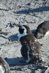 Penguin Pinguin Cape Town Kaphorn 