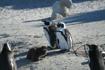 Penguin Pinguin Cape Town Kaphorn 