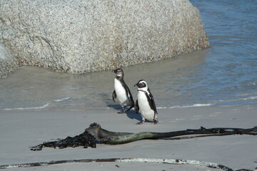 Penguin Pinguin Cape Town Kaphorn 