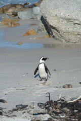 Penguin Pinguin Cape Town Kaphorn 