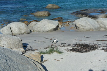Penguin Pinguin Cape Town Kaphorn 
