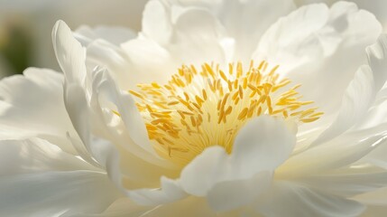Macro close up of a white peony flower in bloom, showcasing the intricate details and delicate beauty of the white peony. Experience the vibrant nature background highlighting the white peony.