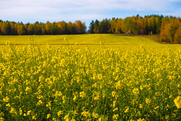 field of yellow dandelions