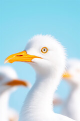 Fototapeta premium Close-up of a white seagull with a bright orange beak, set against a vibrant blue sky. Perfect for wildlife, nature, and birdwatching themes.