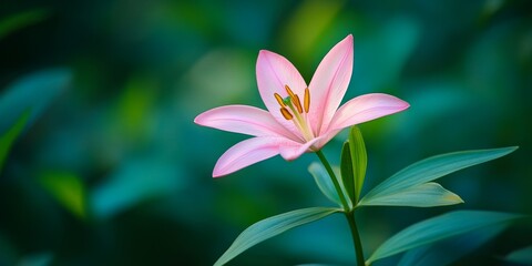 Fototapeta premium Stunning close up of beautiful pink rain lily showcasing delicate petals against a backdrop of blurred green leaves, highlighting the charm of the beautiful pink rain lily in nature.