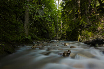 stream in the forest