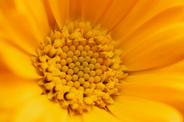 Calendula (Marigold flower) close up macro view.
