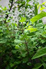 Myrrh is a medicinal plant of the species Commiphora myrrha, also known as Arabic myrrh. image