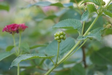 花壇のランタナ