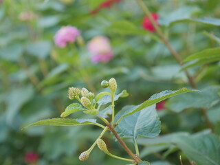 花壇のランタナ