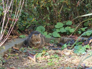 キジトラ模様の猫が花壇の中に座っている