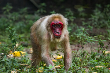 Stump Tailed Macaque Bear Macaque feeding on fruits in Taiping Zoo