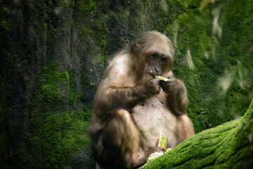 Stump Tailed Macaque Bear Macaque feeding on fruits in Taiping Zoo