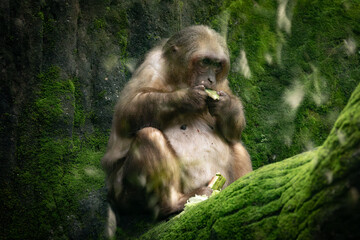 Stump Tailed Macaque Bear Macaque feeding on fruits in Taiping Zoo