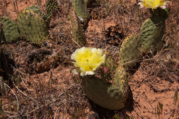 Close-up of Cliff prickly-pear cactus blooming in Zion National Park
