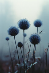 A gathering of spiky globe thistles on extended stems, silhouettes softly etched on a hazy gray setting,