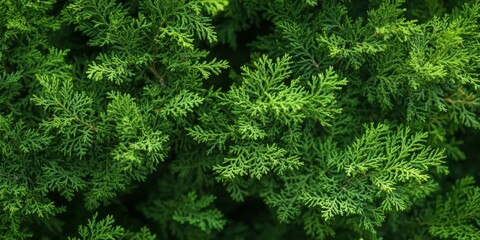 Lush green leaves of Arborvitae create a vibrant backdrop, showcasing the rich, verdant hues of the green leaves that enhance the natural beauty of any setting with their texture and color.
