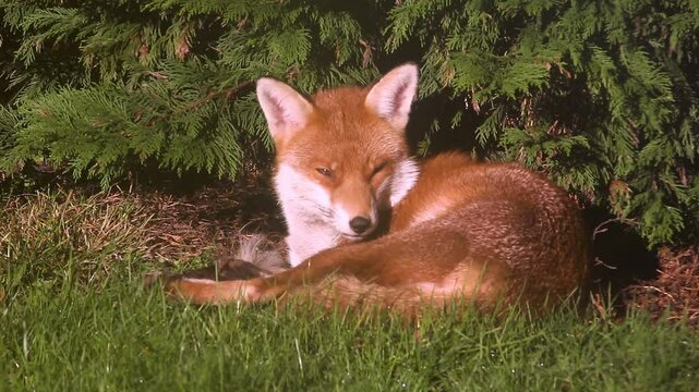 Red fox lying down, relaxing in the sun