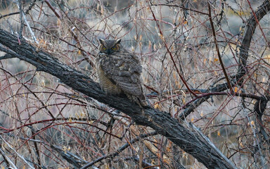 Great Horned Owl, Bubo virginianus, sometimes known as a Tiger Owl perched on a tree hunting for prey in a park in Reno Nevada during winter.