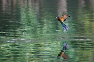 Blue-tailed Bee-eater, Merops philippinus, flying over water in forest park, richly coloured, slender bird, green overall, blue tail, thin black mask, brown throat, bird spreads the wings