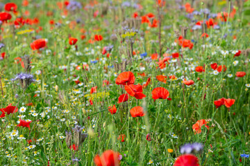 Meadow with poppy, daisy and flaxseed flowers, blooming wildflower field, nature in summer, environment and ecology concept