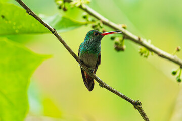 Detailed photography of the Amazilia tzacatl - Rufous-tailed Hummingbird one the Ecuadorian hummingbirds from the cloudforest.