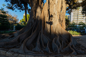Ficus Centenarios de la Glorieta, Ciutat Vella, 46003 Valencia, 