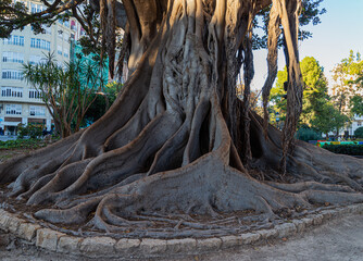 Ficus Centenarios de la Glorieta, Ciutat Vella, 46003 Valencia, 
