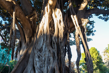 Ficus Centenarios de la Glorieta, Ciutat Vella, 46003 Valencia, 
