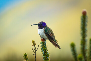 Ecuadorian hillstar(Oreotrochilus chimborazo), the endemic hummingbird of the Ecuadorian Andes situated on a chuquirawua flower