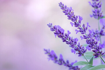 Obraz premium Lavender flowers in soft pastel purple background create serene atmosphere. delicate petals and calming hues evoke sense of tranquility and beauty