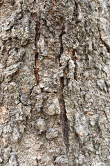 The texture of tree bark in nature