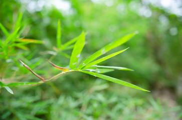 bamboo leaves in nature