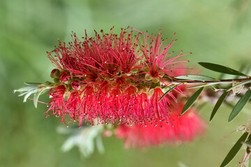 wild plants and flowers. red flowering tree photos